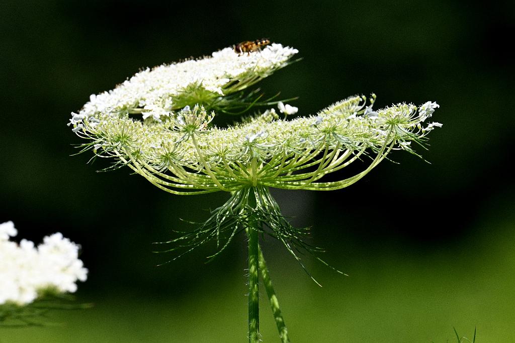 2025-07229802 Wachusett Meadow, MA.JPG - Queen Anne's Lace. Wachusett Meadow Wildlife Sanctuary, MA, 7-22-2025
